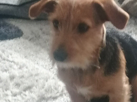 Yorkie Cross Jack Russell