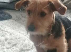 Yorkie Cross Jack Russell