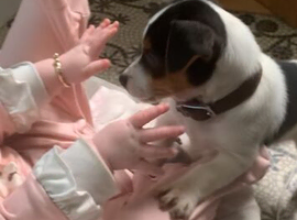 Bob Miniature purebred traditional jack Russel