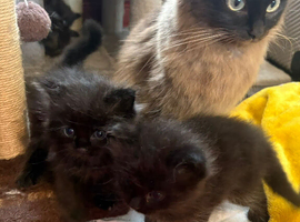 Mancoon / ragdoll kittens