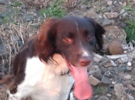 English springer spaniel