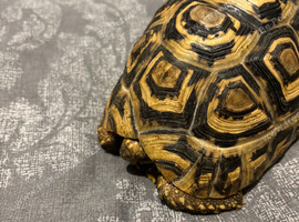 Leopard tortoise