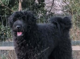 St Bernardoodle