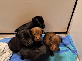 Patterdale puppies for sale