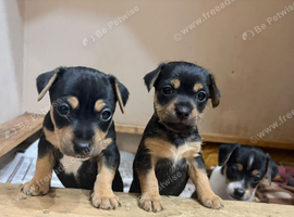 8 beautiful rare colour Jack Russell pups