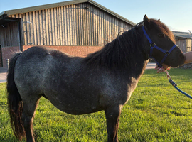 Black roan Standard Mare