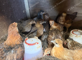 16 young chicken chicks mixed breed