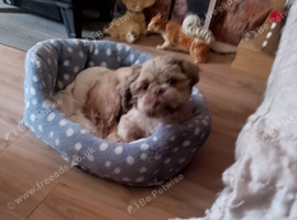 Male shihtzhu puppy