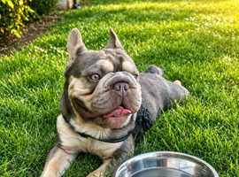 Frenchbulldog