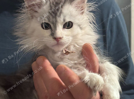 Gorgeous Maine Coon Kittens with GCCF Pedigree for Adoption