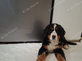 Bernese Mountain Dog Puppies - 2 puppies left