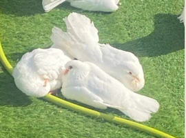 fantails and straight tail white doves