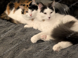 Brother and sister for sale
