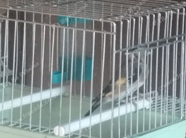 Grey Goldfinch cock