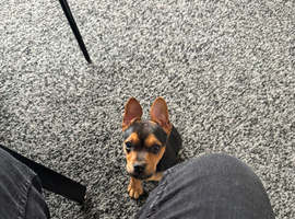Dog for sale