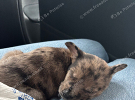 French bulldogs mixed with German shepherd