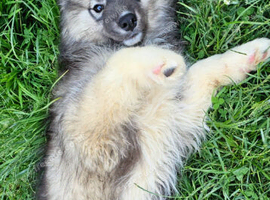 Wooly siberian husky