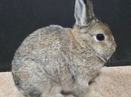 Under 5 Agouti Netherland Dwarf