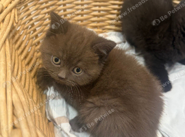 5 beautiful British shorthair kittens