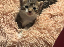 3 girls available