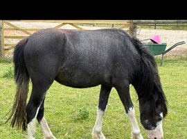 Registered section a , two year old gelding