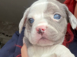 French Bull Weiner Puppies