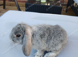 5 baby mini lop rabbits for sale