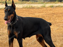 Imported Female Dobermann