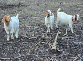 Boer doelings female goats
