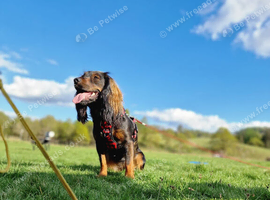 2 year old female cocker spaniel