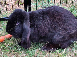 French lop doe for sale