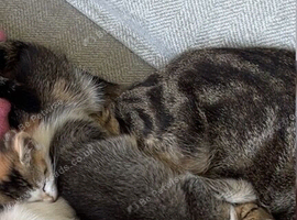 Beautiful kittens