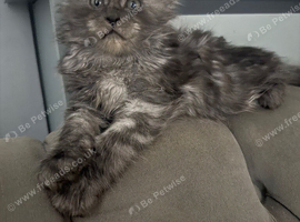 Gorgeous Maine coon kittens for sale