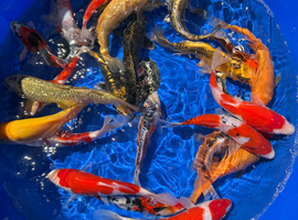 Koi carp 7-22 inch