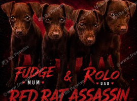 Patterdale Terrier puppies