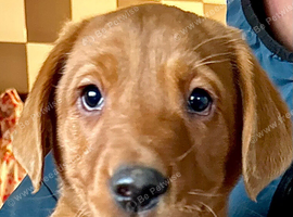 Beautiful Black & Red/Yellow Pure Breed Labrador Puppies For Loving Family/Working Homes