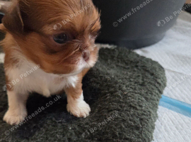 Imperial Shitzu puppies