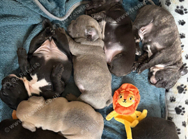 7 beautiful French bulldog pups