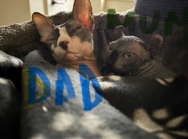 Elf kittens Avaiable in July 2026