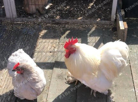 Pekin pair