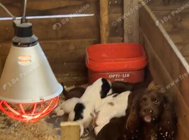 Sprocker pups for sale