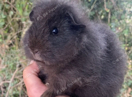 Two Beautiful Pedigree Swiss Boars For Sale