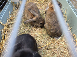 Mini lops for sale