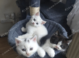 Persian Cross Kittens &ndash; 2 Males & 1 Female