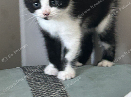 British shorthair x Maincoon