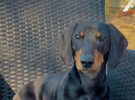 Dachshund STUD