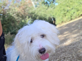 Bichon puppy