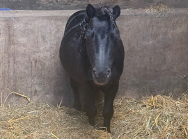 Absolutely tiny miniature horse stallion.