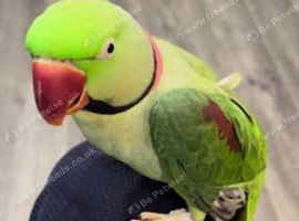 Alexandrine ring neck 2 year old boy