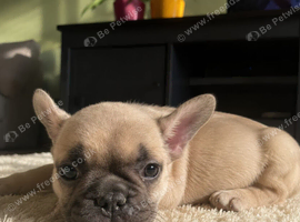 Gorgeous Litter of French Bulldog Puppies